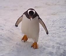 ペンギン walk