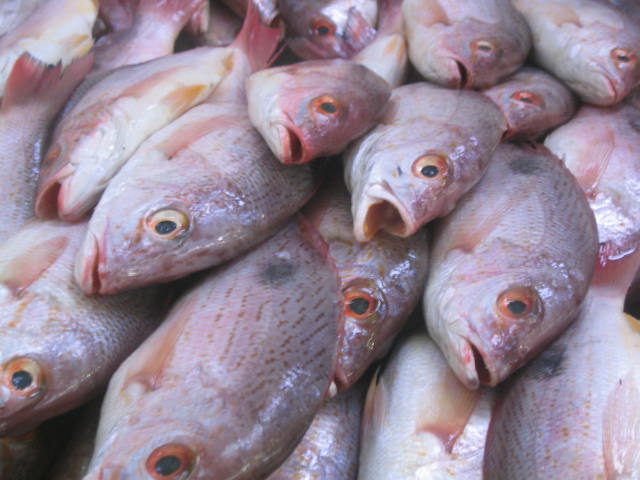 fishes'faces