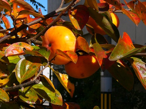 two-persimmon