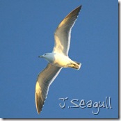 J.Seagull